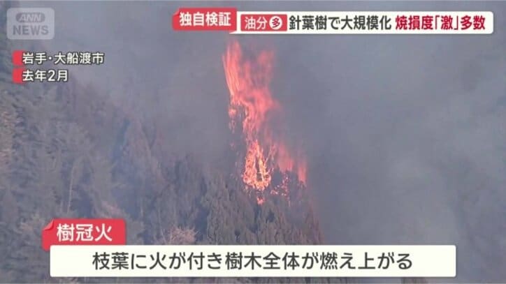 樹冠火とは