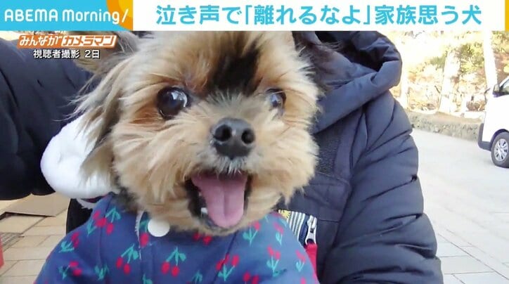 家族に「離れるな」？ 変わった鳴き声で注意喚起する犬 「しゃべり出す前兆」と反響