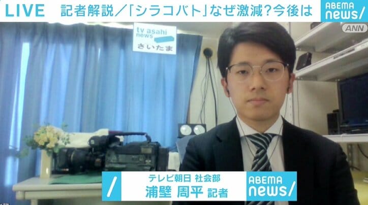 埼玉県民の鳥「シラコバト」が激減、なぜ? 繁殖は順調も根本的な解決難しく