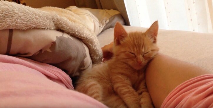 猫「お刺身食べたいニャ〜」 茶トラ子猫・ひろしの可愛い成長日記が放送決定