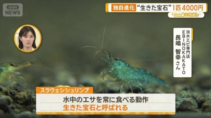 スラウェシシュリンプ