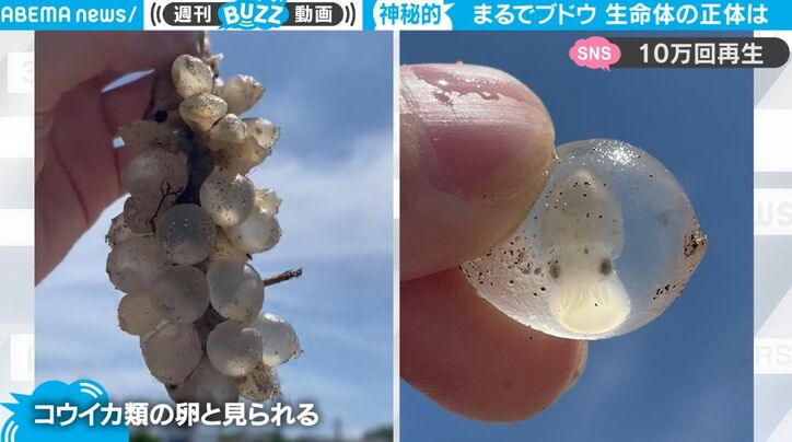 よ～く見てみると“謎の生命体”！？ 透明な「ブドウ」かと思いきや、拡大したら… 予想外すぎる光景に 「可愛いと美味しそうが押し寄せてくる」