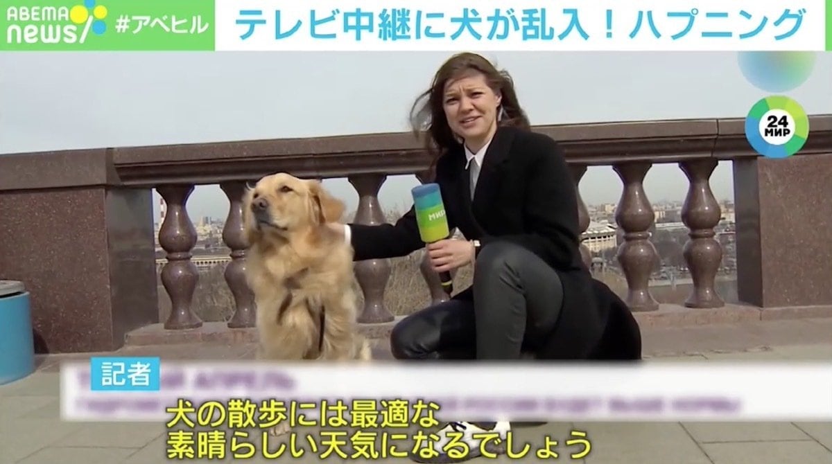 エイプリルフールの冗談 テレビ中継に犬が乱入しマイク奪い取る ロシア 国際 Abema Times