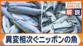 ニッポンの海で何が？　異例「豊漁」と「不漁」　黒潮大蛇行終息が影響か