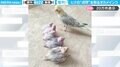 「点呼とりまぁーーーす」オカメインコのヒナたちが一列に並ぶ微笑ましい光景に「お行儀いい」「かわいすぎる」と絶賛の声