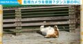 “リンボーダンス”のような動きで柵を突破するネコが話題