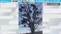 「めっちゃ宿られてる」冬の落葉樹に寄生する“ヤドリギ”が、SNSで驚きの声続々！「鳥の巣の残骸だと思ってた！」