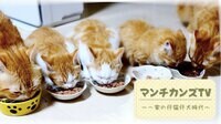 マンチカンズTV ~一家の仔猫仔犬時代~ | AbemaTV