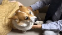 【映像】ふれあい中に“お手”を挟む犬