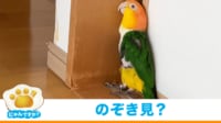 【映像】“すき間好き”なインコの不審な動き