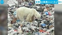 カメラが捉えた!話題の動画ニュース【月~金 更新】 -  - ゴミ処理場で まさか! お腹空かせた白クマが... (26日配信) | 動画視聴は【Abemaビデオ(AbemaTV)】