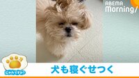 「1秒もかからず“いいね”した」THE・寝起き顔のイヌが話題
