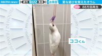 【映像】変な遊びにハマってしまったオウム