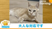 【映像】子猫のやんのかステップ→攻撃に先輩猫の反応