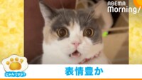 【映像】にゃんプロ開始前から“やられ顔”？猫の必死な姿