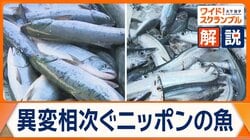 ニッポンの海で何が？　異例「豊漁」と「不漁」　黒潮大蛇行終息が影響か