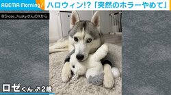 ブルーの瞳を持つハスキーが突然“ホラーな表情”でフリーズ！休憩中に見せた姿に飼い主爆笑