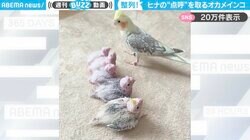 「点呼とりまぁーーーす」オカメインコのヒナたちが一列に並ぶ微笑ましい光景に「お行儀いい」「かわいすぎる」と絶賛の声