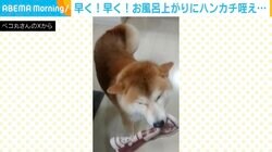 「早く！早く！」しっぽも体もフリフリさせて現れた柴犬 お風呂上がりのドライヤー待てずハンカチも持参