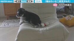 「誰に教えてもろたんやw」ソファで“コントのような二度見”をする犬のリアクションが、SNSで話題