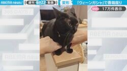 「ウィ〜ンガシャ」飼い主の意のまま変形する黒猫に「香箱出来上がり〜」「猫らしからぬwww」と反響