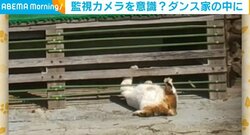 “リンボーダンス”のような動きで柵を突破するネコが話題