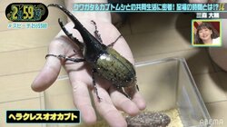 クワガタ・カブトムシ1000匹を飼育する芸人の自宅に潜入！虫への愛に千原ジュニア仰天