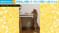 机の引き出しを器用に開ける猫 勢いよく倒れる“愛くるしい”姿に「もうコントだ」「吹っ飛びましたね」と話題