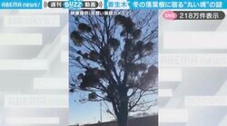 「めっちゃ宿られてる」冬の落葉樹に寄生する“ヤドリギ”が、SNSで驚きの声続々！「鳥の巣の残骸だと思ってた！」