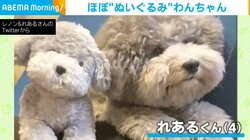 自分そっくりなぬいぐるみと同じ角度で首を傾げて微笑む犬 鏡合わせのような2ショットが話題
