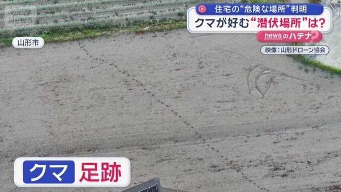 クッキリとクマの足跡