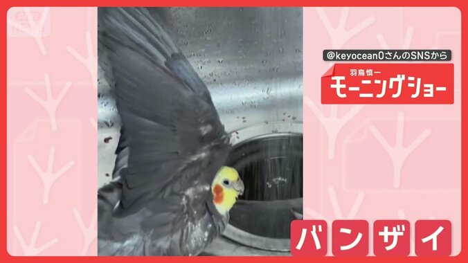 お水サイコー！　蛇口の水の前で翼を広げるオカメインコさん　なぜバンザイするの？ 1枚目