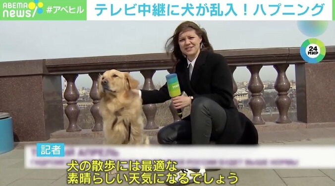 エイプリルフールの冗談？ テレビ中継に犬が乱入しマイク奪い取る ロシア 1枚目