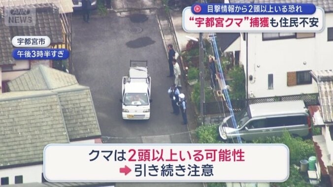 2頭以上いる可能性も