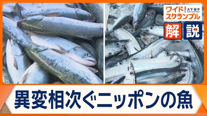 ニッポンの海で何が？　異例「豊漁」と「不漁」　黒潮大蛇行終息が影響か 1枚目