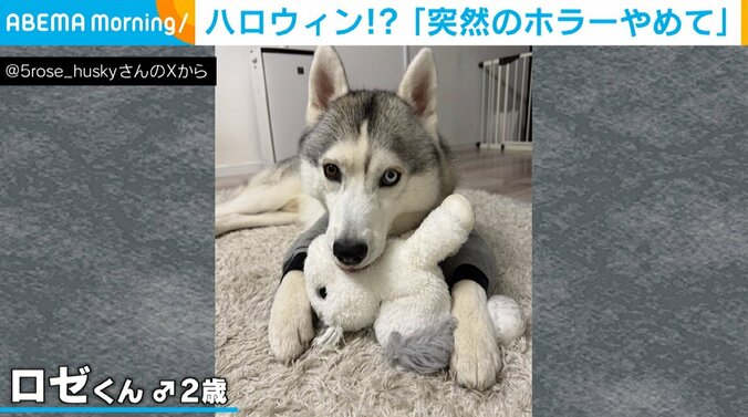 シベリアン・ハスキーのロゼくん（2歳）