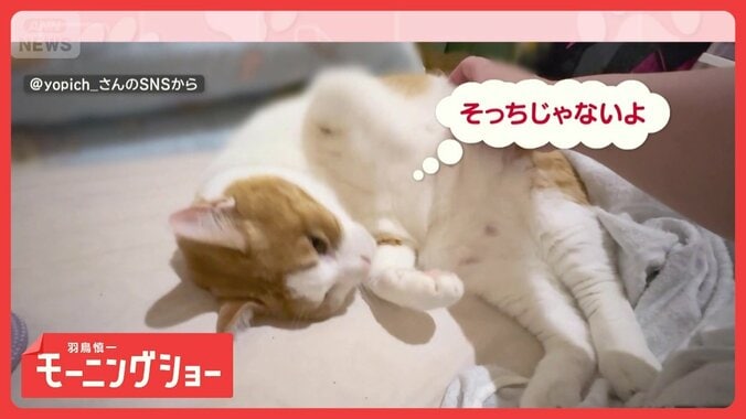 「そこじゃニャイ」　激カワ！脚で誘導ネコちゃん　頭なでなでがいいの？ 1枚目