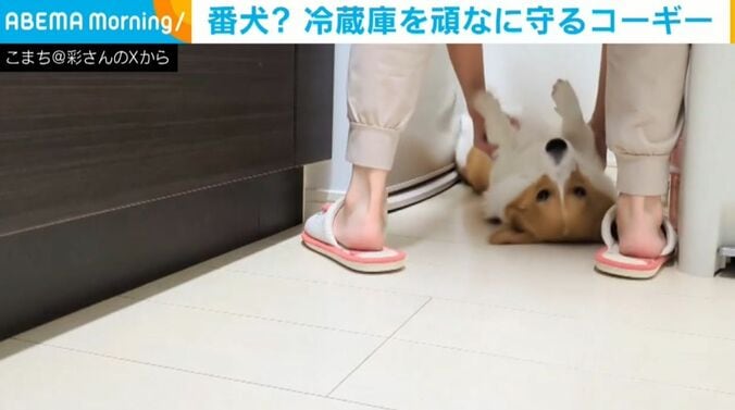 コーギーのこまちちゃん