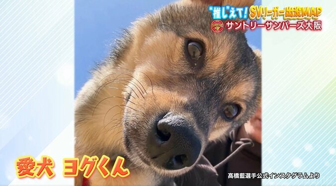 「全部可愛い」髙橋藍がデレデレ 愛犬との秘蔵ショット SVリーグ連覇へ「RS優勝したからといって、優勝できる場所ではない」意気込み 5枚目