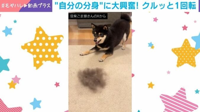 黒柴