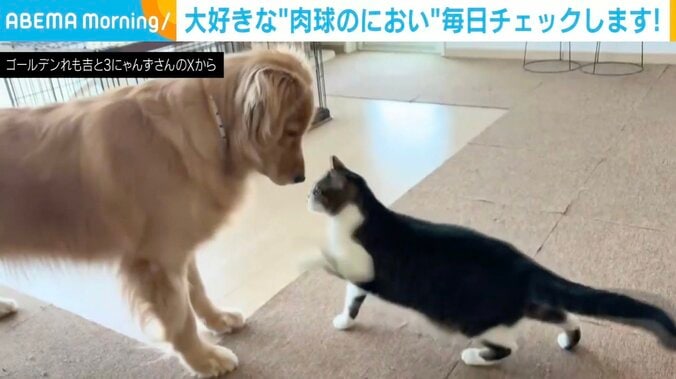 ゴールデンレトリバーのれも吉ちゃん、ネコのちま吉ちゃん