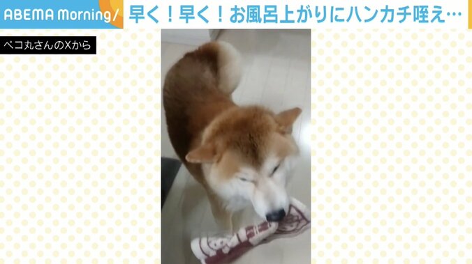 柴犬の茶々丸くん（9歳）