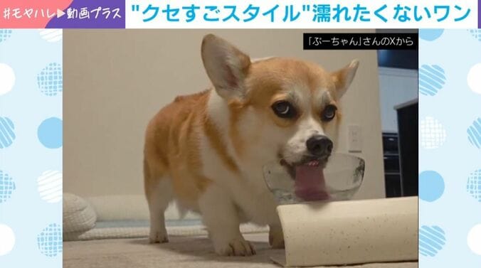 ぷりん姫ちゃん