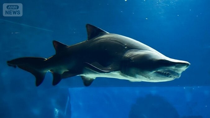 【サメの見分け方】アクアワールド茨城県大洗水族館にいるサメ｢シロワニ｣を見分けよう 12枚目