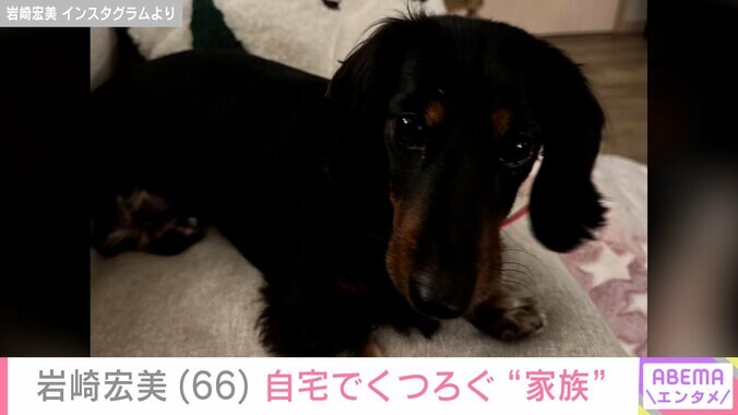 【写真・画像】孫の顔出しショットが話題・岩崎宏美（66）、自宅でくつろぐ3歳の誕生日を迎えた愛犬を披露　2枚目