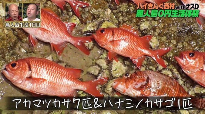 バイきんぐ西村、無人島で深夜3時の夜釣りでまさかの“赤い魚”が入れ食い？ 「すっげぇうれしい」 2枚目