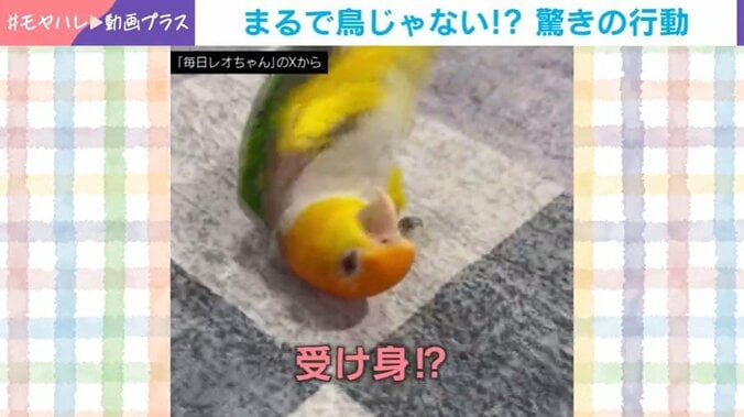 シロハラインコのレオちゃん