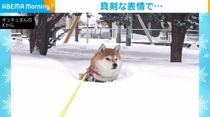 柴犬の九ちゃん（7歳）