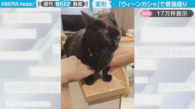 黒猫・ももくん