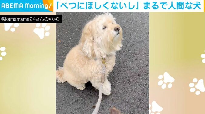 犬のかまぼこくん